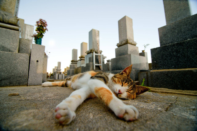 Kucing di Pulau Aoshima Jepang. Foto: Shutterstock