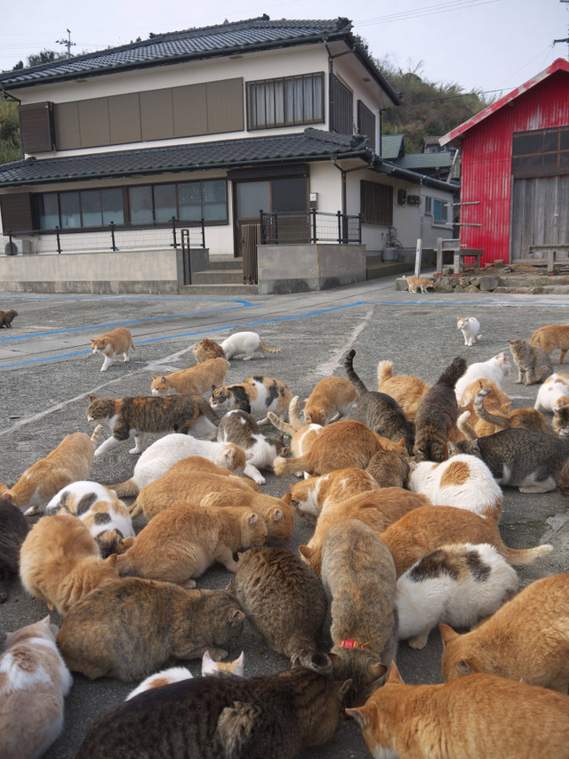 Kucing di Pulau Aoshima Jepang. Foto: Shutterstock