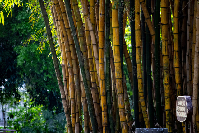 Taman Bambu Tangerang. Foto hanya sebagai ilustrasi saja, bukan tempat sebenarnya. Sumber: Unsplash/Ian Talmacs.