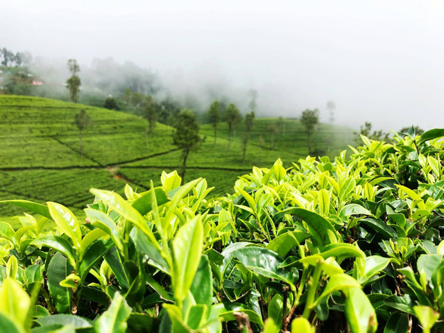 Objek Wisata di Subang. Foto hanya ilustrasi bukan tempat sebenarnya. Sumber foto: Unsplash/Yasasi Rajapakse