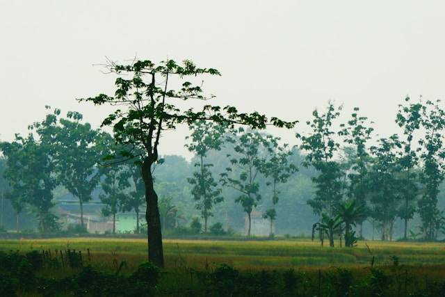 Wisata Purbalingga apa aja? Sumber: Unsplash/Utsman Media