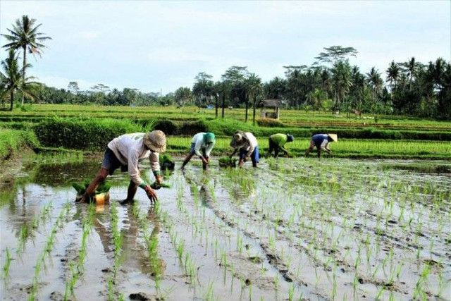 Petani di Bali (foto : Antara)