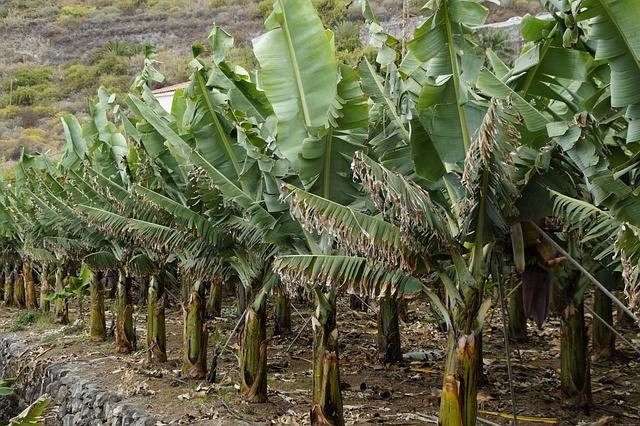 Ilustrasi Pohon Pisang Berbuah Berapa Bulan? Pixabay/Efraimstochter