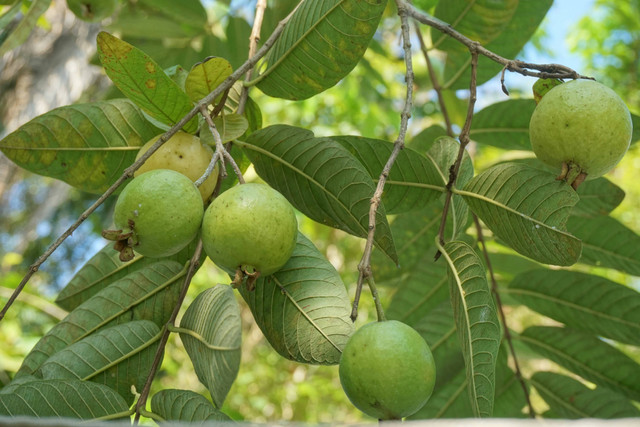 llustrasi cara merawat jambu tabulampot. Foto: Unsplash.com/Anisa Wulan Asri