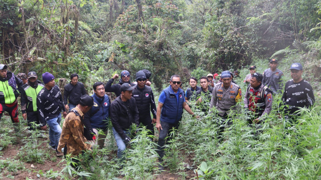 Ladang ganja ditemukan di wilayah Taman Nasional Bromo Tengger Semeru (TNBTS), tepatnya di Desa Argosari, Kecamatan Senduro, Kabupaten Lumajang.  Foto: Dok. Polres Lumajang 