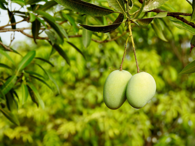 Ilustrasi penyebab pohon mangga tidak mau berbuah, Pexels/Sharath G.