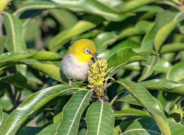 Penyebab Pohon Mangga Lambat Tumbuh, Pexels/Rajesh S Balouria