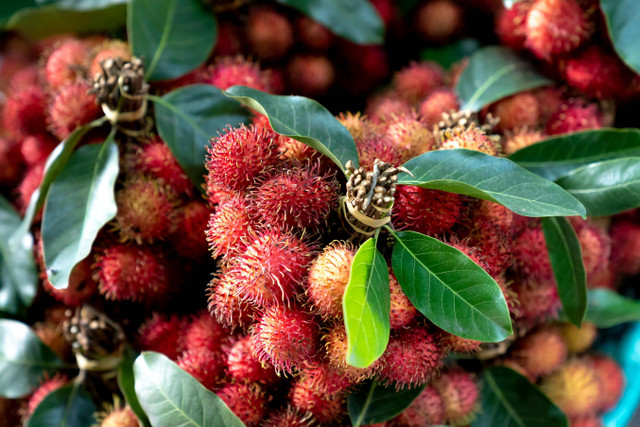 Ilustrasi cara panen rambutan agar cepat berbuah, Pexels/Quang Nguyen Vinh