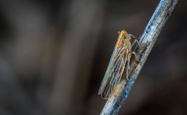 Ilustrasi Cara Panen Jangkrik yang Benar, Foto: Pexels/Egor Kamelev