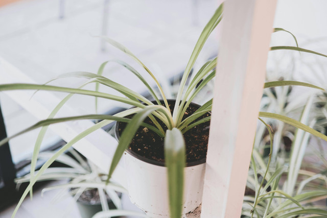 Ilustrasi Perbedaan Lili Paris dan Spider Plant, Pexels/Joshua Mcknight