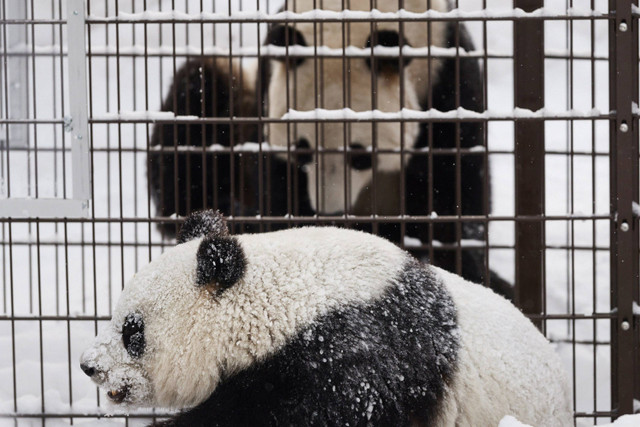 Panda raksasa jantan Hua Bao, bernama Pyry, dan betina Jin Bao Bao, bernama Lumi, bermain pada hari pembukaan Ahtari Zoo Snowpanda Resort di Ahtari, Finlandia, 17 Februari 2018. Foto: Roni Rekomaa/via REUTERS