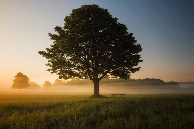 Ilustrasi  Gas yang diperlukan dalam proses fotosintesis adalah karbondioksida, sumber: unsplash/Simon Wilkes