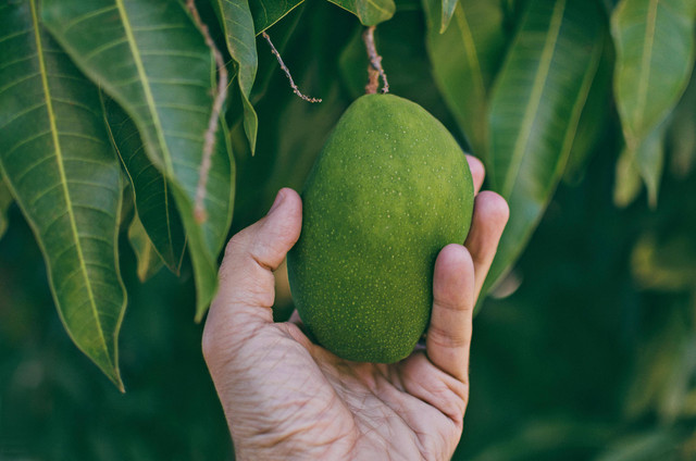 Ilustrasi Penyebab Daun Pohon Mangga Rontok. Pexels/MESSALA CIULLA