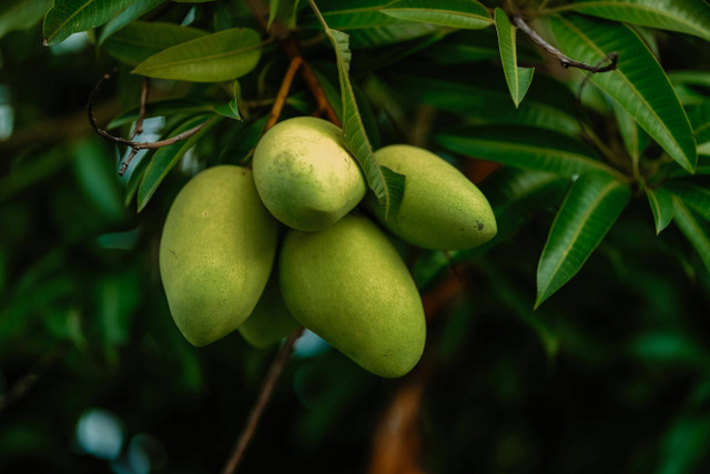 Ilustrasi Penyebab Mangga Busuk di Pohon. Pexels/Adones Bentulan