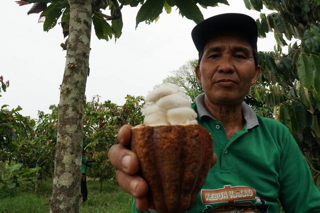 Seorang petani menunjukan buah kakao. 