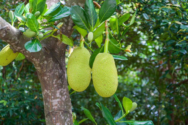 Ilustrasi cara menanam nangka cempedak. Foto: Pexels.com/Azad Azahari