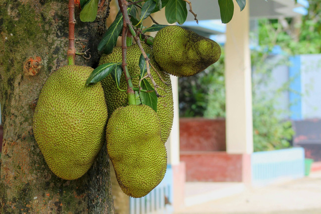 Ilustrasi Apakah Pohon Nangka Bisa Dicangkok, Foto: Unsplash/SH Saw Myint