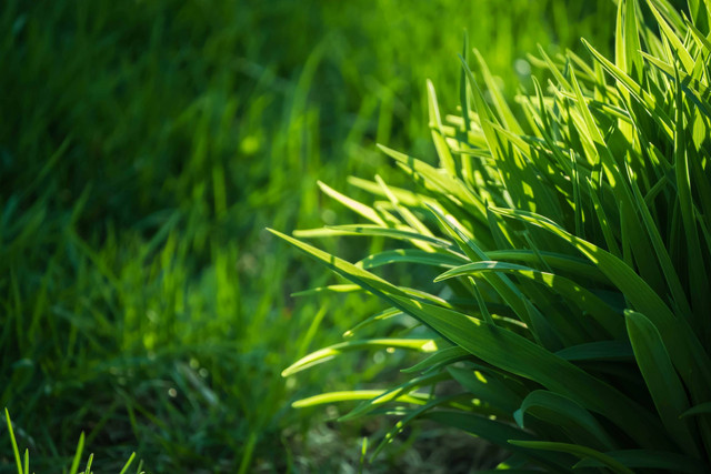 Ilustrasi 5 Perbedaan Rumput Manila dan Jepang, Jangan Keliru, Unsplash/allenleaf018