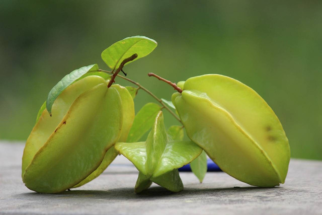 Ilustrasi Cara Menanam Pohon Belimbing agar Cepat Berbuah, Foto: Pixabay/Paresh85