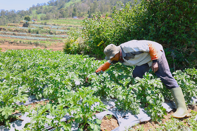 Petani kentang Dieng yang bergabung dengan KSPPS Melati sebagai mitra koperasi LPDB-KUMKM di Kabupaten Wonosobo. Foto: Dok. LPDB-KUMKM