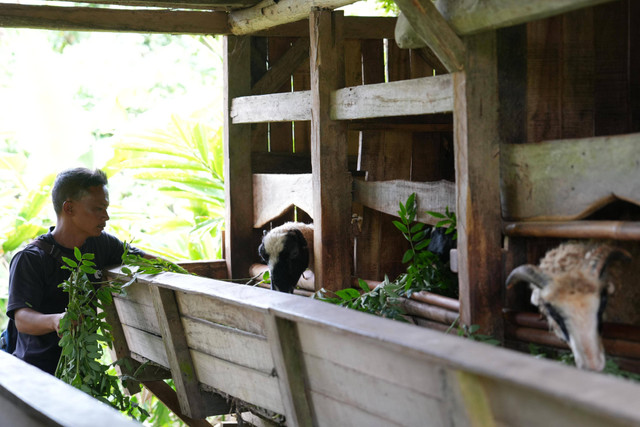 Warga memberi pakan kambing di desa Bojongkapol, Tasikmalaya, Jumat (27/9). Melalui model ekonomi sirkular dari program Pengembangan Ekosistem Biomassa oleh PLN Energi Primer Indonesia (PLN EPI) ini diharapkan dapat menghidupkan ekonomi kerakyatan di wilayah tersebut. Dok. PLN