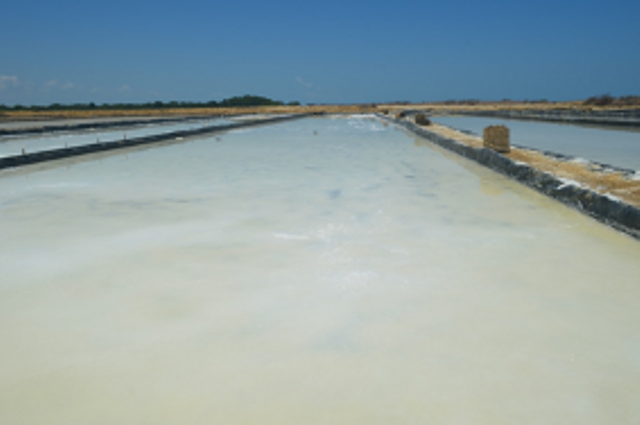 Ladang garam di Madura (dok. pribadi)