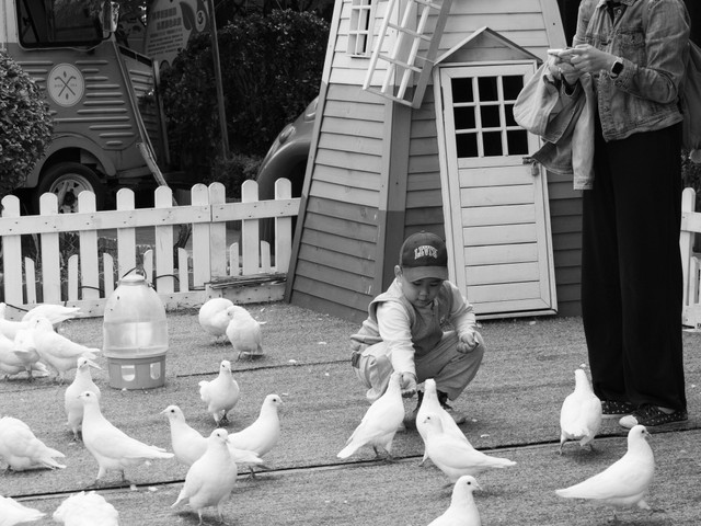 Sumber: Photo by meitetsu chin: https://www.pexels.com/photo/child-feeding-doves-in-a-playful-outdoor-setting-28554634/