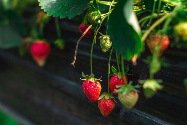 Ilustrasi penyebab tanaman stroberi layu. Foto: Pexels.com/Abigail Marquez