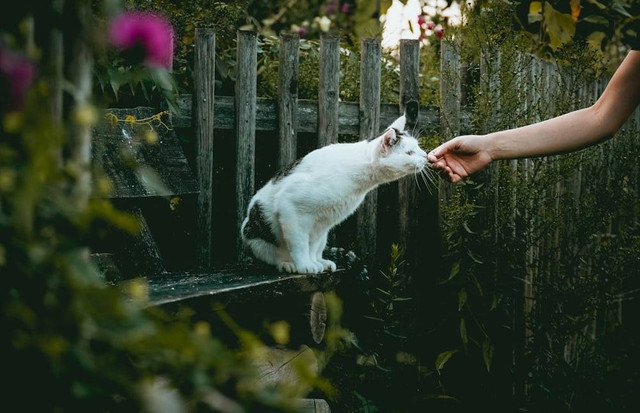 Ilustrasi Apa yang Harus Kita Lakukan terhadap Ciptaan Allah. Sumber Unsplash/Niklas Hamann