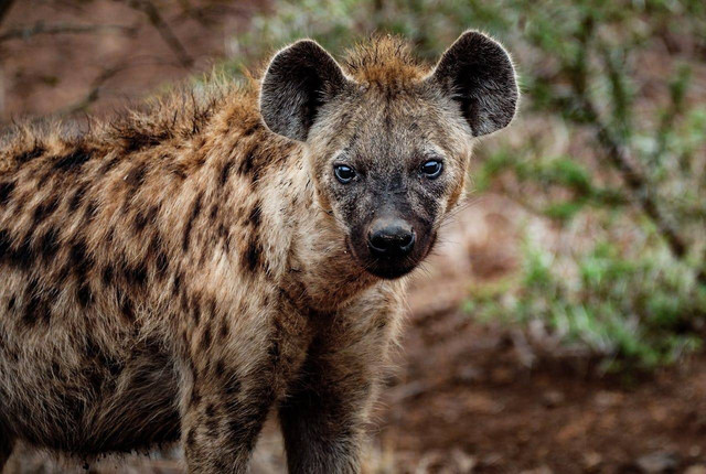 Hyena menghitung musuhnya menggunakan indra. Foto hanya ilustrasi, bukan yang sebenarnya. Sumber: Pexels/Frans van Heerden