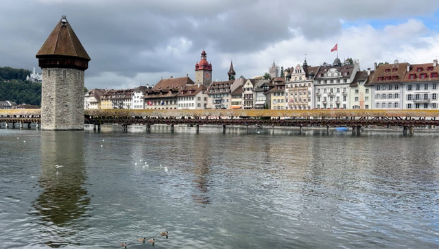 Angsa dan bebek berenang di sungai Reuss Lucerne, Swiss. Foto: Reza Aditya/kumparan