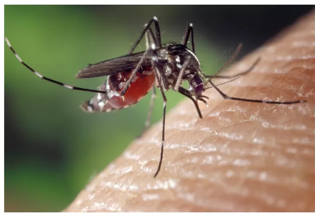 Nyamuk aedes aegypt. Foto: Pixabay