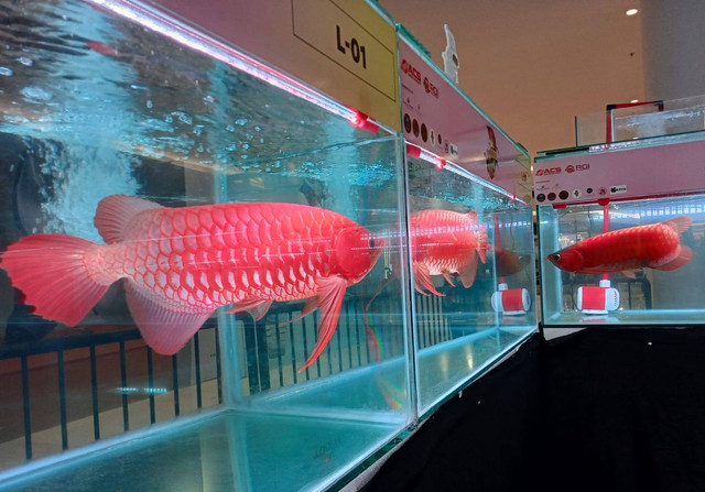 Pameran ikan Arwana Super Red di Surabaya. Foto: Masruroh/Basra