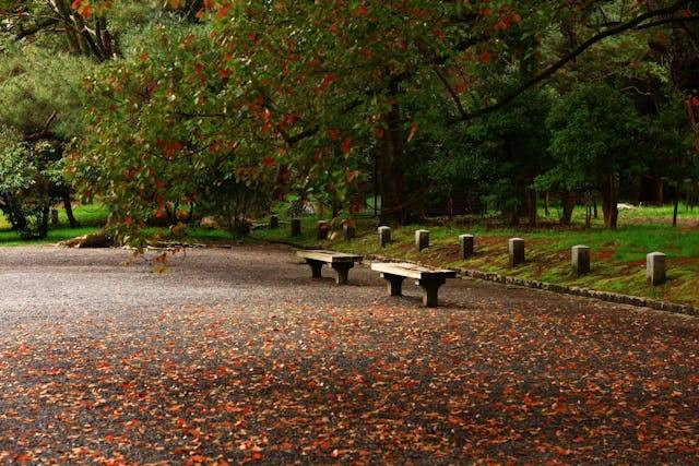 Taman di Wonosari. Foto hanya ilustrasi, bukan tempat sebenarnya. Sumber foto: Pexels/VishrutBajpai