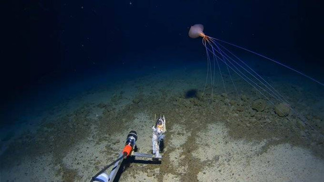 Penampakan cumi-cumi sirip besar atau bigfin squid (Magnapinna) terekam sedang berenang di Palung Tonga, Samudra Pasifik Selatan. Foto: Deep Sea Research Centre/University of Western Australia