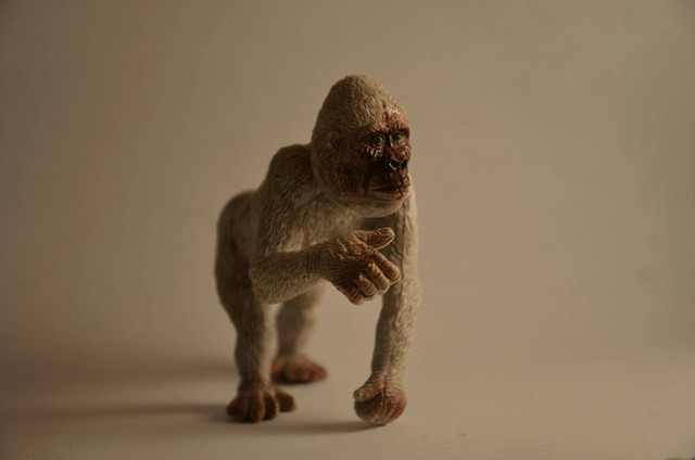 Ilustrasi Volume Otak Pithecanthropus Erectus, Foto: Pexels/Walter Sanchez Martinez