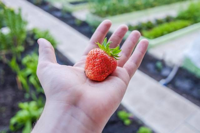 Wisata petik strawberry di Berastagi. Foto hanyalah ilustrasi, bukan tempat yang sebenarnya. Sumber: Unsplash/Alexey Mozgolin