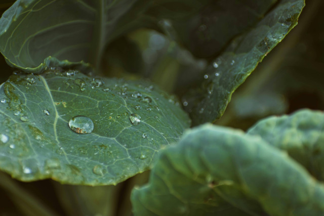 Ilustrasi pengendalian penyakit bercak daun pada kacang tanah. Foto: Pexels.com/Nikolett Emmert