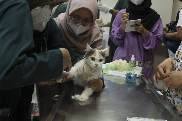 Kucing-kucing di lingkungan UGM disterilisasi dan disuntik vaksin rabies, Senin (30/9/2024). Foto: Dok. UGM