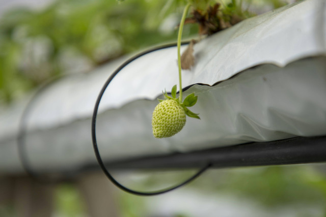 Ilustrasi cara menanam strawberry hidroponik, foto: unsplash/Abdelrahman Ismail