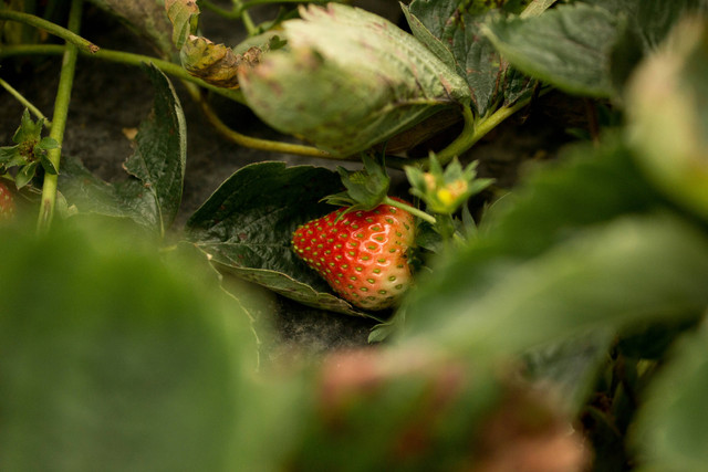 Ilustrasi cara agar strawberry cepat berbuah dalam pot, foto: unsplash/mahdiya aqila