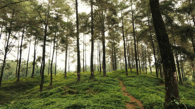 Wisata di Kasomalang Subang. Foto hanya ilustrasi bukan tempat sebenarnya. Sumber foto: Unsplash-Utsman Media