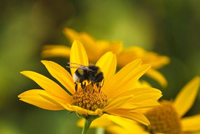 Ilustrasi Keragaman flora dan fauna di Indonesia. Sumber: Pexels/Олександр К