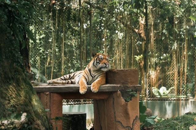 Ragunan libur hari apa, foto hanya ilustrasi, bukan tempat sebenarnya: Unsplash/Victor Loh