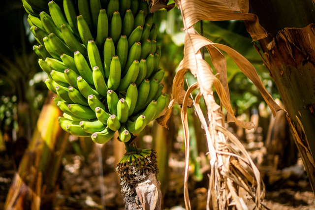 Ilustrasi Pengendalian Penyakit Layu Fusarium pada Tanaman Pisang, Foto: Unsplash/Aiva Apsite