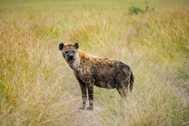 Ilustrasi Apa Perbedaan Hyena dengan Hewan Lainnya dalam Mengatasi Masalah? Sumber: Unsplash/SnehaCecil