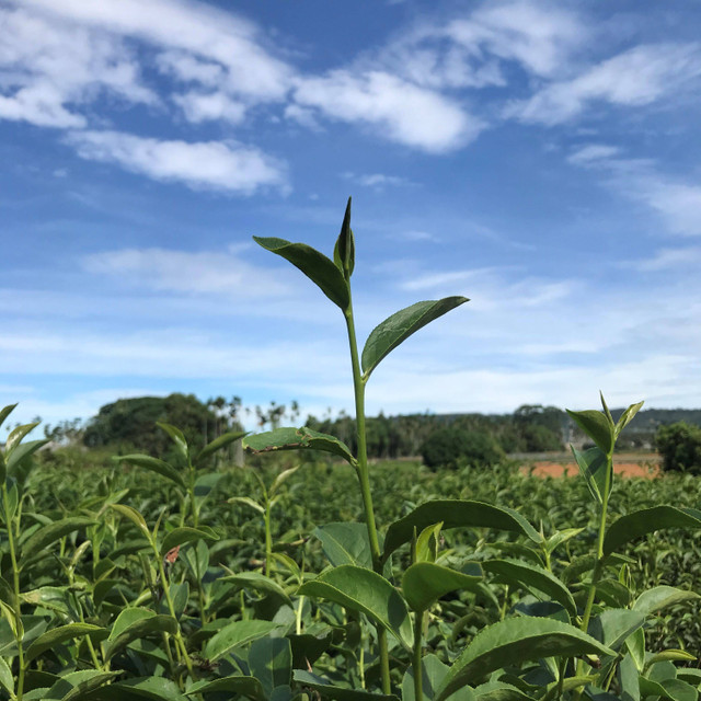 Struktur tanaman teh Camellia sinensis (Foto pribadi)