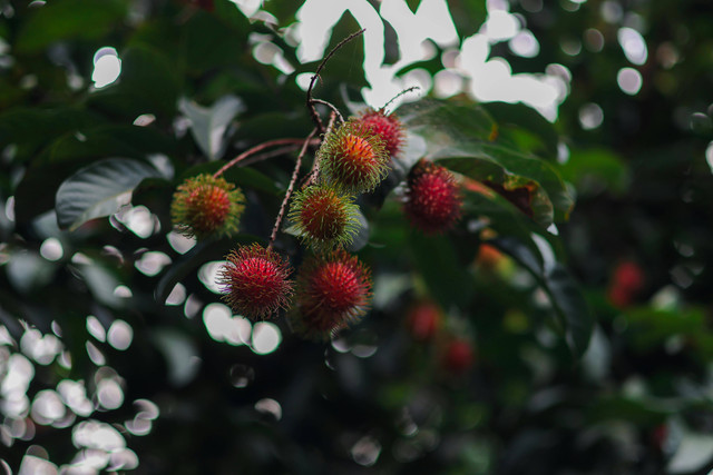 ilustrasi penyebab daun pohon rambutan kering. Pexels/alameen ammu