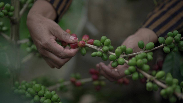 Petani Kopi Gayo di desa devisa Bener Meriah, Aceh. Foto: Dok. LPEI