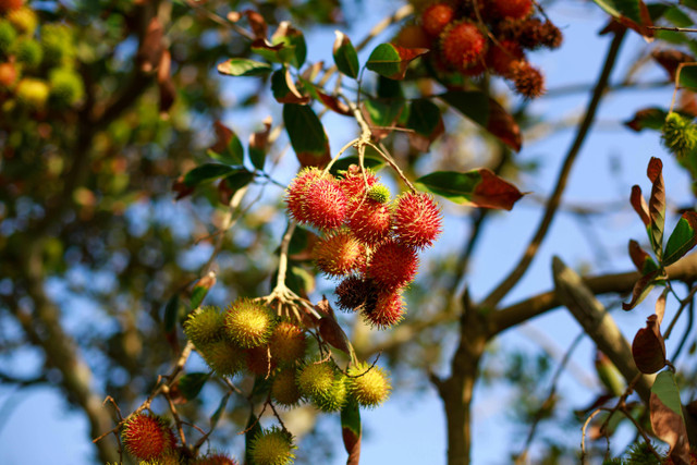 Ilustrasi Umur Pohon Rambutan. Pexels/Quang Nguyen Vinh